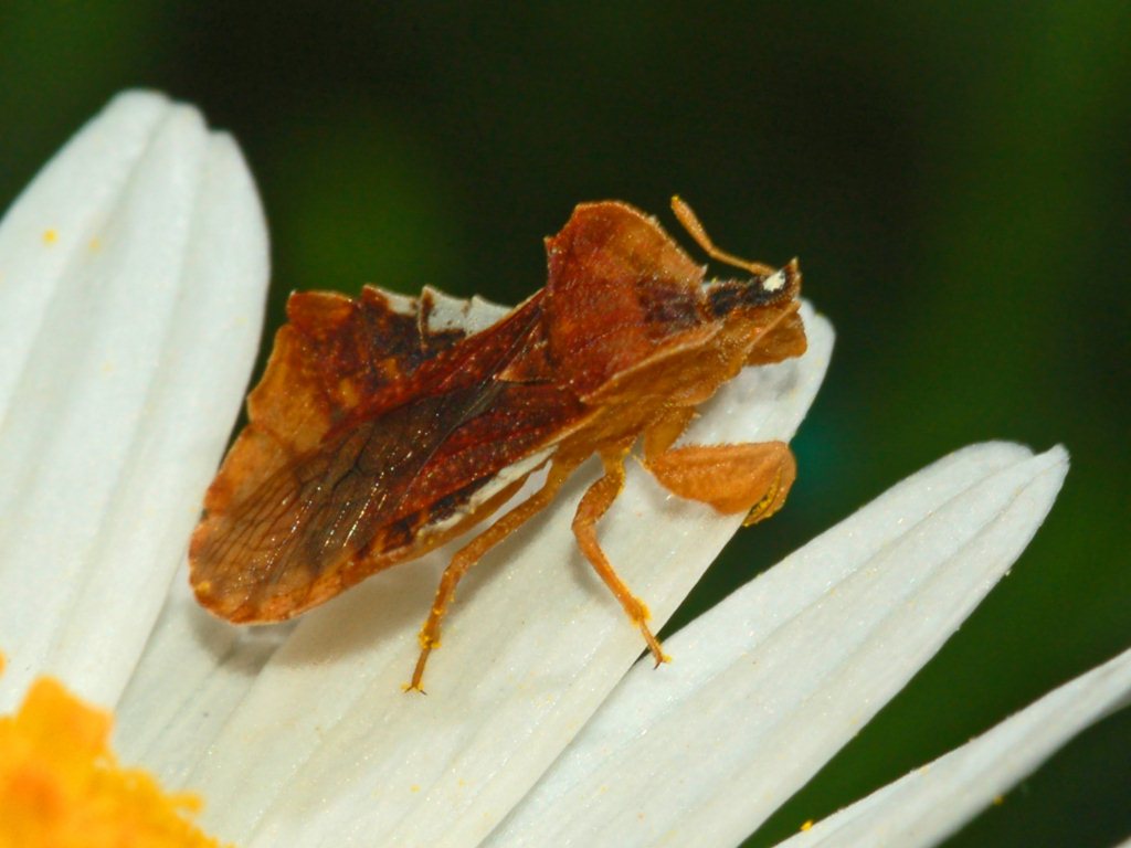 Alla ricerca di un piccolo predatore: Phymata crassipes